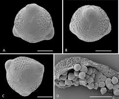 Image result for Pseudovigna