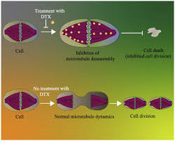 Image result for Docetaxel