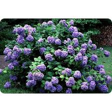 This is one of my. Purple Hydrangea Bush 1 Each Walmart Com Walmart Com