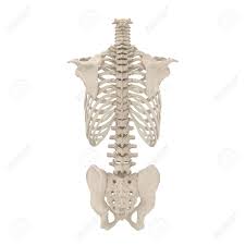 Great fun and i look forward to doing more anatomy focused work after this one! Male Torso Skeleton On White 3d Illustration Stock Photo Picture And Royalty Free Image Image 87898226