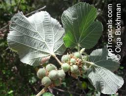 Image result for Grewia villosa