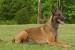 Dutch Shepherd Belgian Shepherd Short Hair