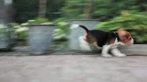 Beagle 6 Weeks Old Beagle Puppy On Vimeo Beagle Puppy Baby Beagle Beagle