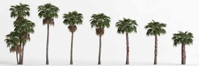 Image result for Washingtonia
