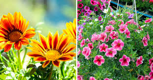 Bei paesaggi estivi, 100 immagini 6 Fiori Estivi Resistenti Al Sole E Al Caldo Per Decorare Giardini Aiuole E Balconi Ispiratevi