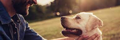 How Much Does It Cost To Keep A Dog