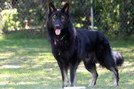 Share it or review it. 15 Things To Consider Before You Choose A King Shepherd Animalso