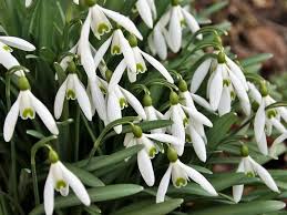 Image result for ghiocel