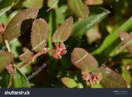 Image result for Euphorbia ophthalmica