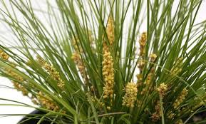 Image result for Motandra paniculata