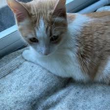 Vet hospital in grand prairie, tx. The Best 10 Veterinarians In Chanhassen Mn Last Updated June 2021 Yelp