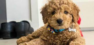 The goldendoodle is an affectionate and gentle dog that has gained popularity since he was first developed in 1990s. Mini Goldendoodle Breed Country Mini Doodle Farms