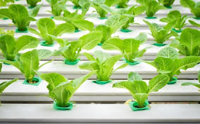 Maybe you would like to learn more about one of these? How To Grow Hydroponic Lettuce Easily Gardening Chores