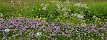 Spinnen im garten ein name für unsere taglilie bild. Grasergarten Mit Verschiedenen Grasern Bildrechte Mdr Daniela Dufft Mdr Garten Garten Pflanzen