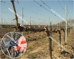 Firul de jos se instalează la o înălțime de 1 metru deasupra solului sau viţa de vie este cultivată lângă un foișor. Reguli De Baza In Taierea Vitei De Vie In Primavara Toamna