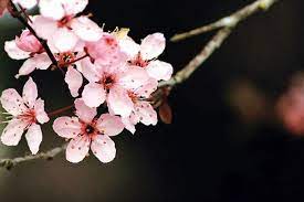 Pink Cherry Blossoms Tree Seeds Sakura 10 20 50 100 Packs Same Etsy In 2021 Cherry Blossom Wallpaper Cherry Blossom Tree Cherry Blossom Pictures