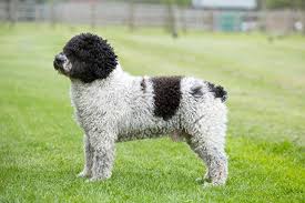 We are happy to announce faith and tomas are expecting 9+ puppies on or around the 19th of this month. Spanish Water Dog Breeds A To Z The Kennel Club