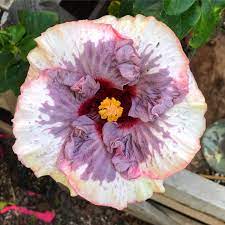 Blueberry Parfait Hibiscus Hibiscus Plant Hibiscus Flowers Wonderful Flowers