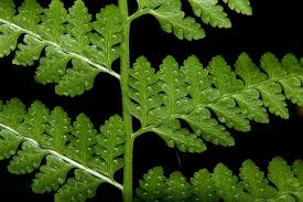 Image result for Microlepia speluncae