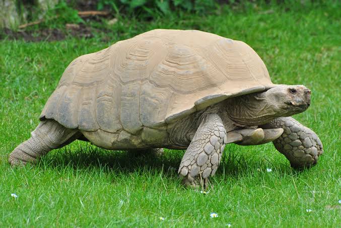 Mga resulta ng larawan para sa African spurred tortoise"