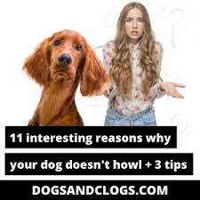 11 Interesting Reasons Why Your Dog Doesn T Howl 3 Tips