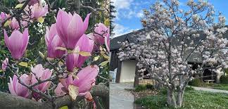 Image result for magnolia soulangeana