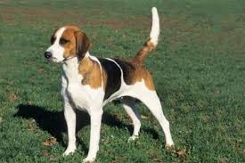 Image result for malý modrý gaskoňský honič