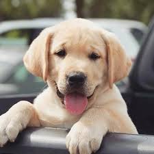 Labrador Puppy Via Fargo Lab On Instagram Labrador Retriever Cute Dogs And Puppies Labrador Puppy
