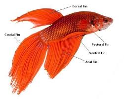 Betta Fish Betta Fish Tips Betta Fish Pet Fish Betta Fish Betta