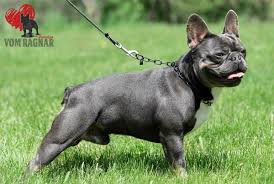 They are great companions, and are wonderful with children and other pets. Chicago Il Top Smart French Bulldog German Shepherd Puppies Energetic Friendly Personality For Sale