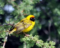 Big Black And White Bird With Yellow Beak Pin On Birds