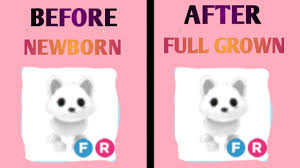 Последние твиты от adopt me! Making My Arctic Fox Full Grown To Make Neon Fly Ride Arctic Fox Pt 1 Roblox Adopt Me Youtube
