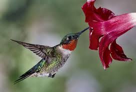 In fact, it's the only one that breeds east of the mississippi river. Male Ruby Throated Hummingbird Click On Image For Higher Resolution Copy Description From Pinterest Hummingbirds Photography Hummingbird Pictures Hummingbird