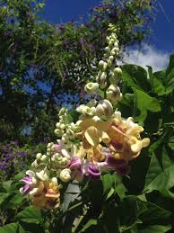 Image result for Vigna comosa