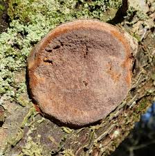 Image result for Phellinus pomaceus
