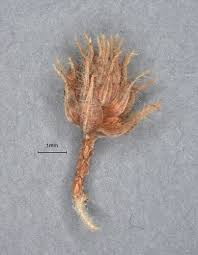 Image result for Fuirena ciliaris