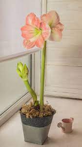 How To Grow Amaryllis Bulbs As Easy Indoor Houseplants David Domoney In 2021 Amaryllis Bulbs Amaryllis Plant Amaryllis