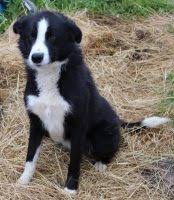 At herd u needed a home rescue we are passionate about finding the best homes for our rescue dogs. Border Collie Puppies For Sale In Oregon Border Collie Breeders And Information