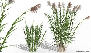 Image result for Phragmites