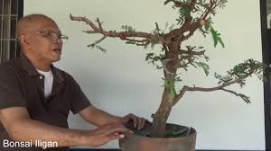 Maybe you would like to learn more about one of these? Bonsai Tutorial For Beginners How To Trunk Chop A Tamarind To Ensure Survival Youtube