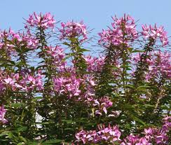 Image result for Cleome rubella