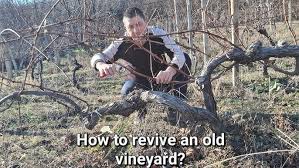 Image result for pruning grapes on a pergola