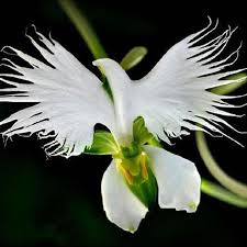 Egrow 200pcs Japanese Egret Flowers Seeds White Egret Orchid Seeds Radiata Rare White Orchid Strange Flowers Orchid Seeds Egret Orchid