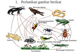 Di dalam rantai makanan terdapat makhluk. Ada Berapakah Jumlah Rantai Makanan Pada Gambar Jaring Jaring Makanan Diatas Brainly Co Id