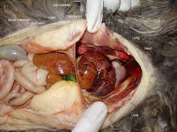 ما هو الحجاب الحاجز؟ يعرفالحجاب الحاجز (diaphragm) بأنه عبارة عن عضلة هيكلية كبيرة تفصل الصدر عن البطن حيث يكون مسؤولًا عن العديد قد يحدث شلل في عضلة الحجاب الحاجز بسبب ضعف أو إصابة في الأعصاب التي تدعَّم هذه العضلة، ناجمة عن عدد من المسببات والتي قد. ÙØªÙ‚ Ø§Ù„Ø­Ø¬Ø§Ø¨ Ø§Ù„Ø­Ø§Ø¬Ø² ÙˆÙŠÙƒÙŠØ¨ÙŠØ¯ÙŠØ§