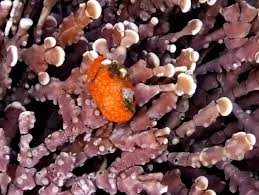 Image result for Kotschya ochreata