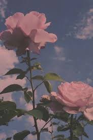 Aesthetic Sky Flowers Nature Background Rose Aesthetic Background Flowers Nature Rose In 2020 Iphone Wallpaper Vintage Rose Wallpaper Pink Wallpaper Iphone