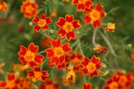Pin On Garden Flowers