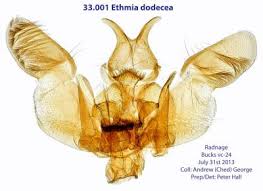 Image result for Ethmia dodecea