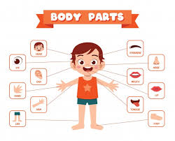 Now listen, read and repeat. Body Parts Vocabulary By Virginia On Genially